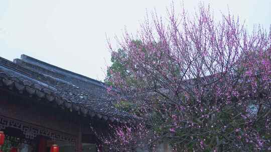 杭州西湖郭庄雨天梅花风景