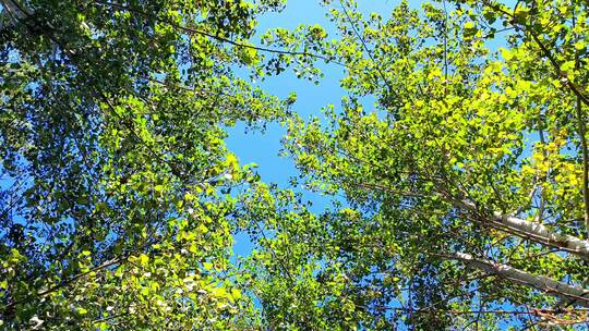 秋天蓝天下的树林枝叶仰视