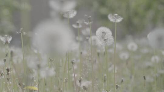 野花野草蒲公英LOG