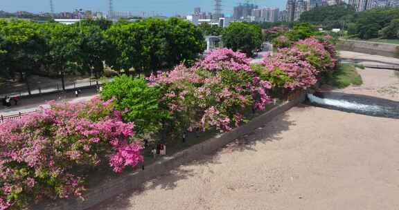 深圳龙华观澜花开异木棉生态3