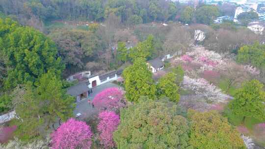 杭州植物园灵峰探梅梅花风景视频素材航拍