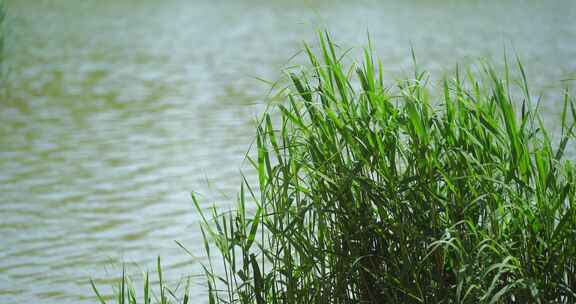 湖边的芦苇丛植物宁静安逸惬意氛围感