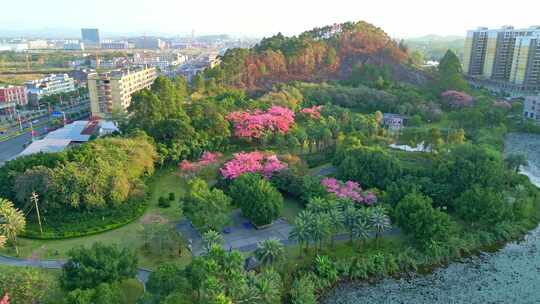 航拍清晨公园