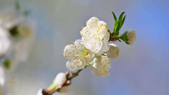 春天盛开的白色桃花花朵特写