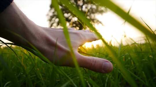 用手抚摸绿色的草地阳光手掌