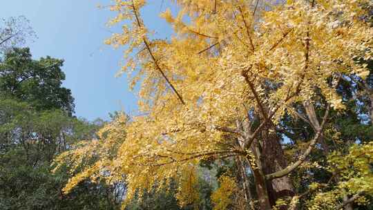 四川眉山三苏祠苏轼苏东坡故里白昼实时