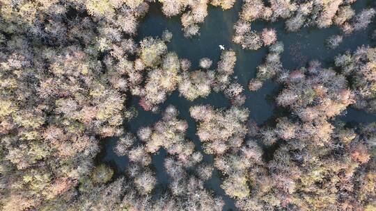 佛山市顺德伦教大涌水杉湿地候鸟白鹭群