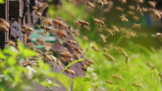 春天的养蜂场蜜蜂蜂群飞舞