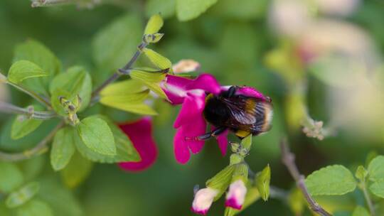 在花卉里采蜜的蜜蜂微距景观