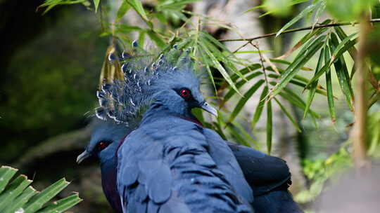 大自然中树附近有羽冠的蓝鹦鹉