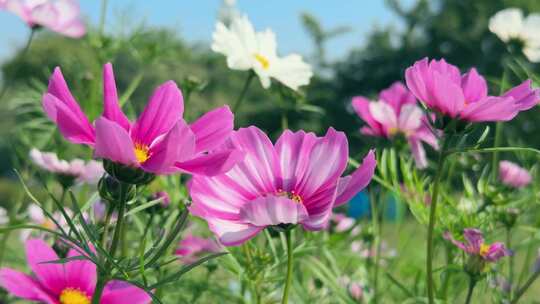 格桑花 秋英 波斯菊 0065