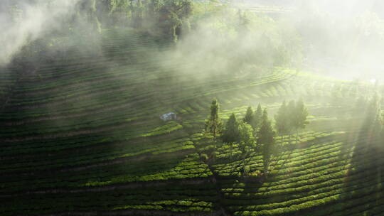 朝阳下云雾缭绕的茶地
