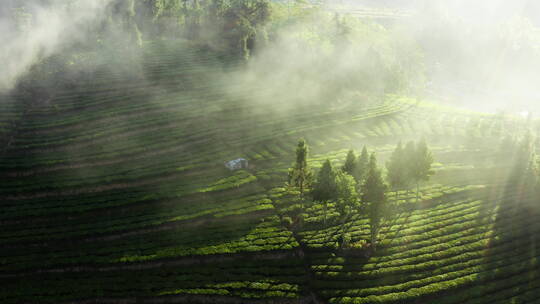 朝阳下云雾缭绕的茶地视频素材模板下载