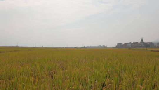 4k 秋天的乡村水稻田稻谷