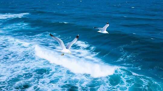 海面上飞翔的海鸥