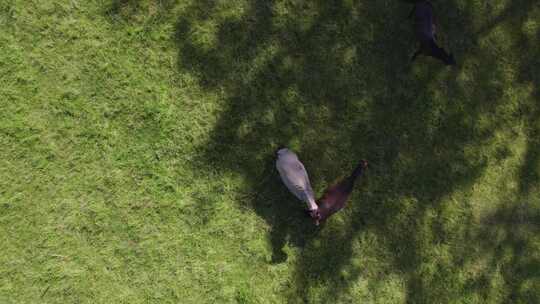 荷兰盖尔德兰草地上马匹的空中俯视图