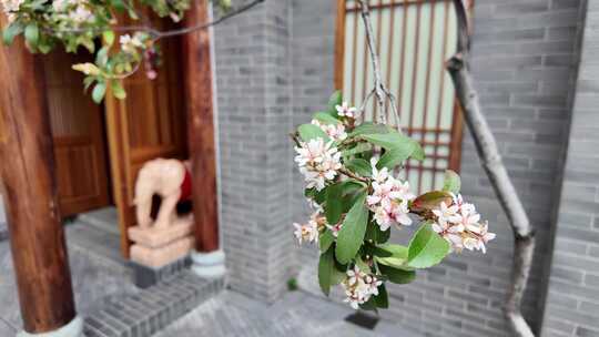 泉州晋江利郎创意园餐饮建筑白天植物装饰视频素材模板下载