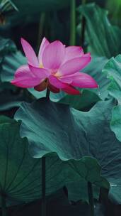 荷花自然涟漪露水池塘开花莲蓬公园花瓣雨诗