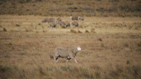 秋天走在草原上的羊