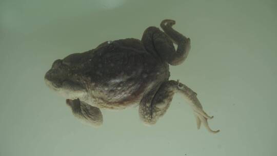 两栖动物青蛙蛤蟆树蛙标本