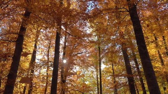 秋树上飘落的树叶视频素材模板下载