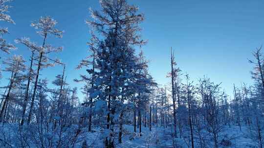 大兴安岭林海雪原雪林视频素材模板下载