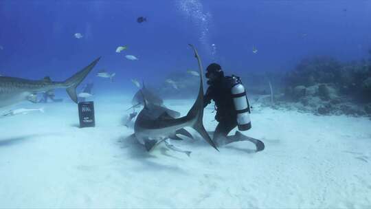 潜水时大海里的鲨鱼视频素材模板下载