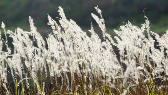 伤感空镜、野外的荒草视频素材模板下载