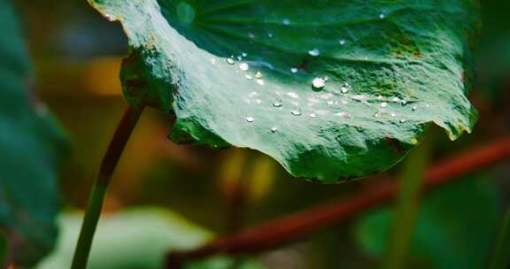 雨后荷叶上的露水珠