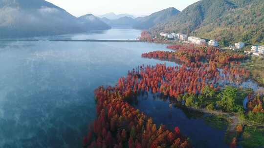 黄岩长潭水库航拍红杉林日出晨雾风光
