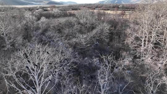 大兴安岭自然风光春天湿地风景候鸟归来