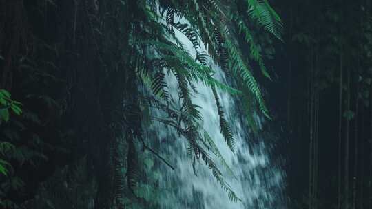 原始森林热带雨林瀑布溪流自然风景生态环境