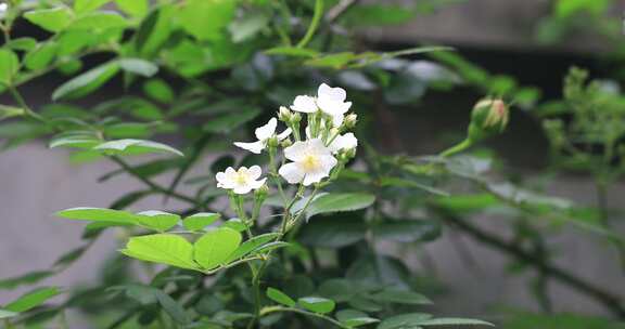 春天绽放的白色野蔷薇花特写