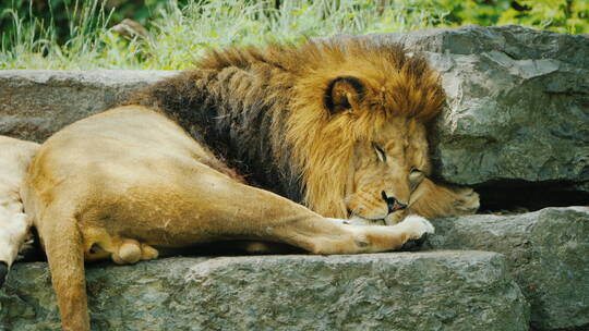 狮子躺在石头上