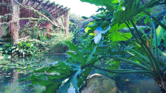 南宁青秀山荫生植物园