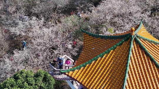 中国广东省广州市从化区广州流溪梅花节