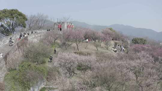 「有版权」航拍台州府城古城墙桃花盛开4K