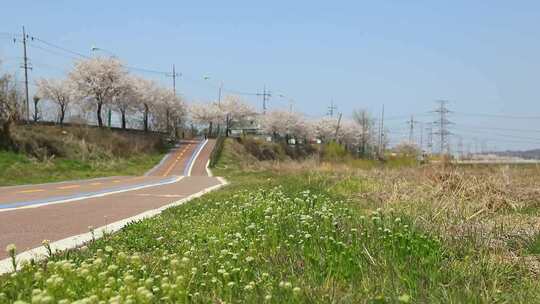 农村野花植物草地