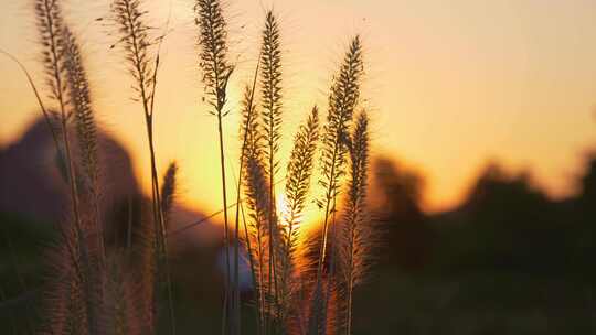 夕阳黄昏狗尾巴草运镜