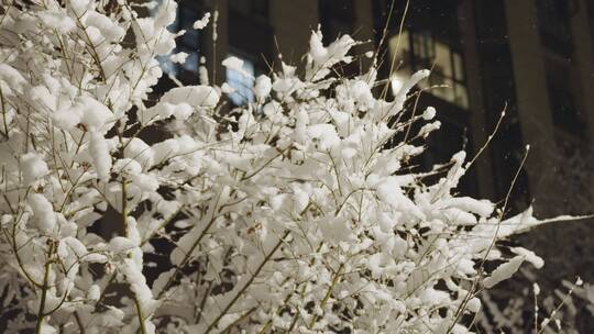 小区下雪夜景唯美飘雪