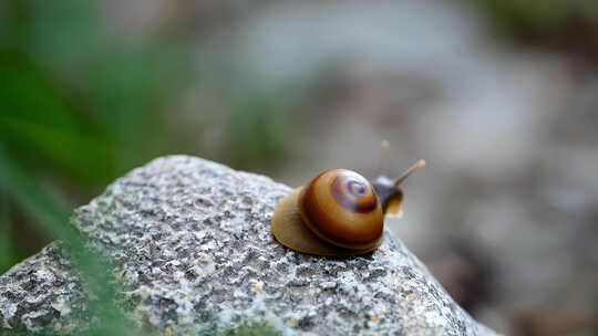 石头上蜗牛爬行