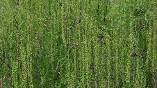 春天随春风摆动的绿色杨柳柳树枝头特写