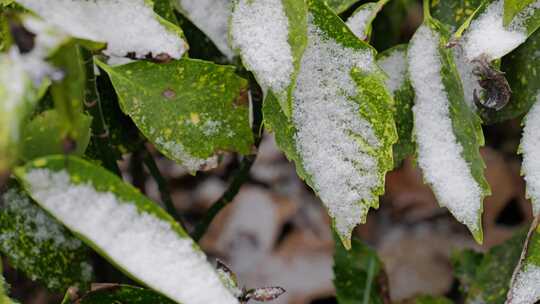 雪花下雪雪景视频素材模板下载