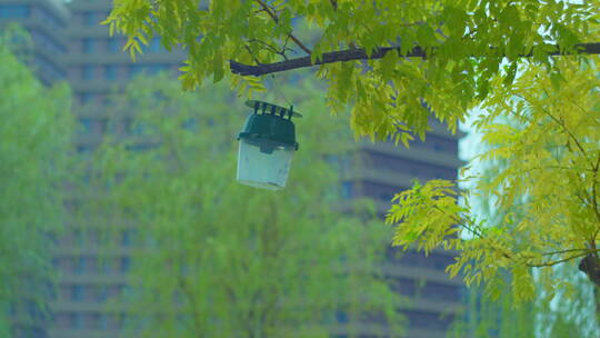 唯美空镜头意境植物