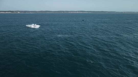 座头鲸跳跃并突破水面并溅起水花的航拍