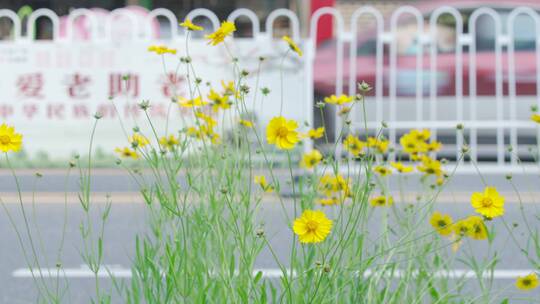 城市内的花——大花萱草