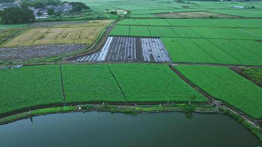 中国侨乡广东台山乡村稻田山脉山峰日出航拍