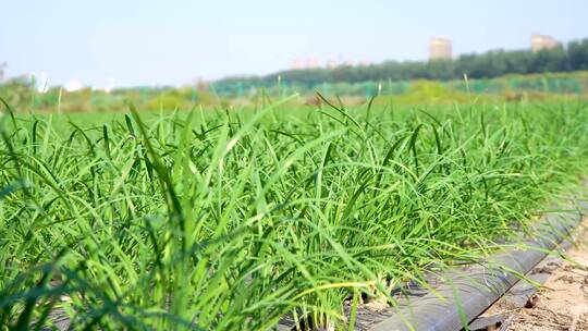 韭菜种植基地视频素材模板下载