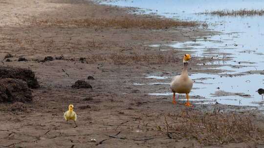 高原湖泊候鸟斑头雁与幼崽同游画面