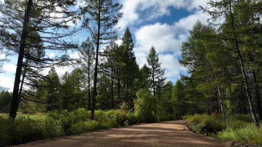 落叶松林天然林松树林森林景观
